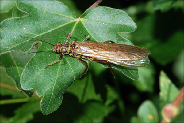 plecottero da id. : Dinocras sp. femmina